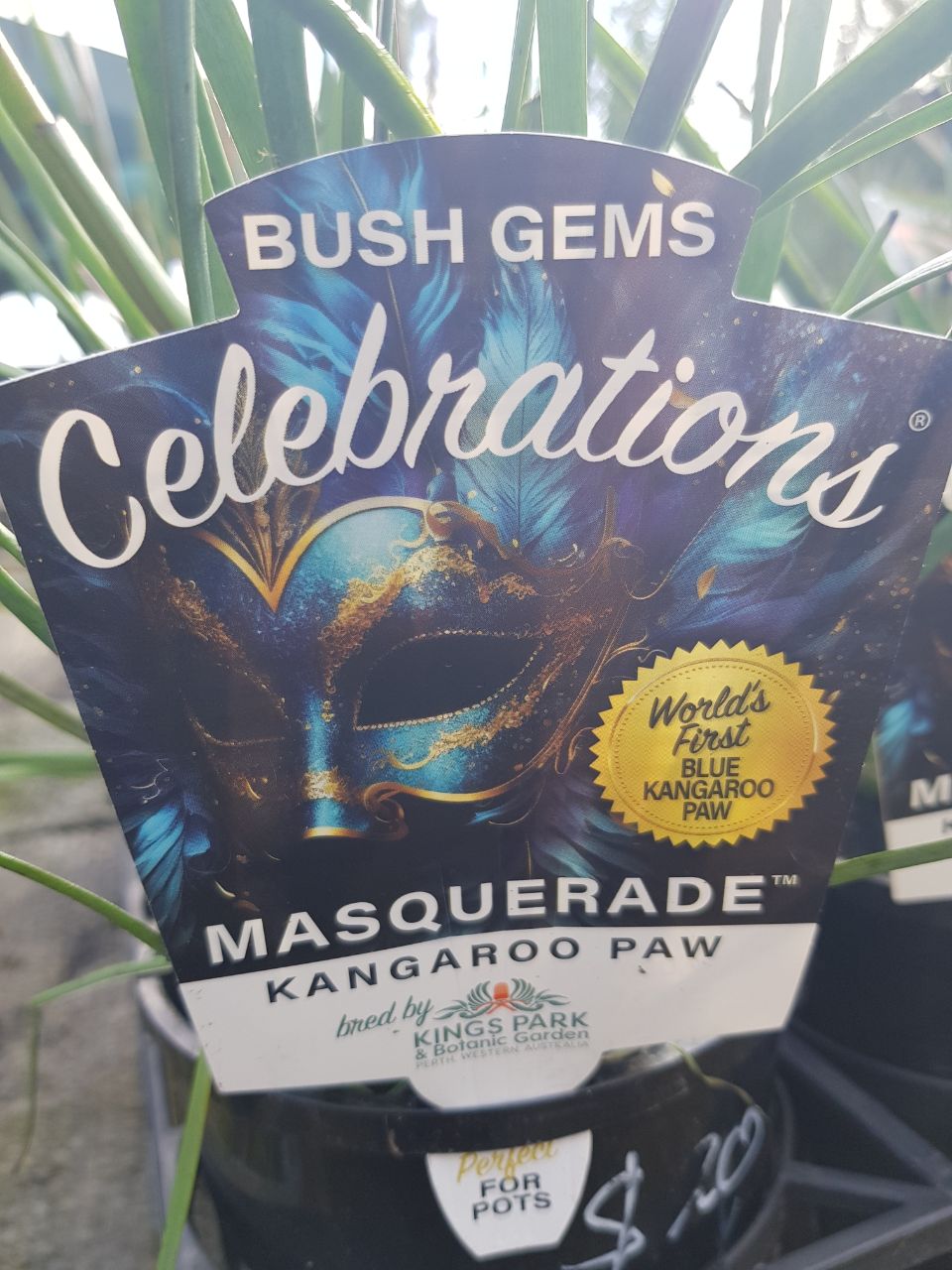 Kangaroo Paw - Bush Gem Celebrations - Masquerade - One Red Hill